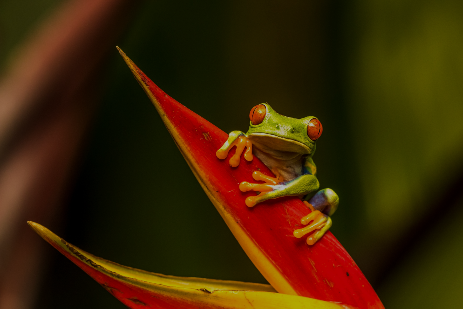 Banner Froscon 